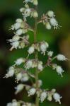 Heuchera villosa Michaux