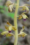 Hexalectris spicata (Walter) Barnh.