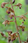 Hexalectris spicata (Walter) Barnh.