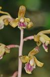 Hexalectris spicata (Walter) Barnh.