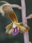 Hexalectris spicata (Walter) Barnh.