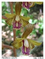 Hexalectris spicata (Walter) Barnh.