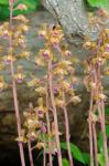 Hexalectris spicata (Walter) Barnh.