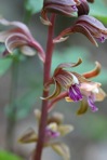 Hexalectris spicata (Walter) Barnh.