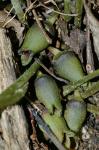 Hexastylis ruthii (Ashe) Small
