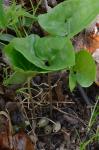 Hexastylis ruthii (Ashe) Small