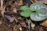 Hexastylis chueyi (B.T. Sinn) Weakley & D.B. Poind.