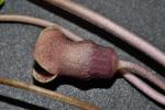 Hexastylis chueyi (B.T. Sinn) Weakley & D.B. Poind.