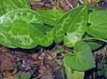 Hexastylis contracta Blomquist