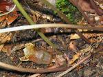 Hexastylis contracta Blomquist