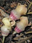 Hexastylis contracta Blomquist
