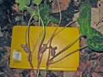Hexastylis contracta Blomquist