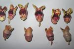Hexastylis contracta Blomquist
