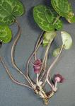 Hexastylis heterophylla (Ashe) Small