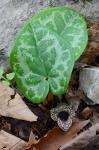 Hexastylis heterophylla (Ashe) Small