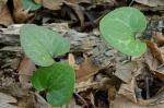 Hexastylis lewisii (Fern.) Blomquist & Oosting