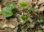 Hexastylis lewisii (Fern.) Blomquist & Oosting