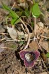 Hexastylis lewisii (Fern.) Blomquist & Oosting