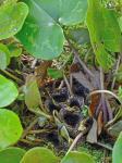 Hexastylis minor (Ashe) Blomquist