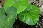 Hexastylis minor (Ashe) Blomquist