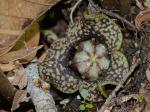 Hexastylis minor (Ashe) Blomquist