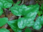 Hexastylis ruthii (Ashe) Small
