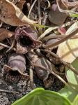 Hexastylis sorriei Gaddy