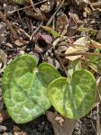 Hexastylis sorriei Gaddy