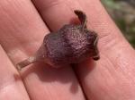 Hexastylis sorriei Gaddy