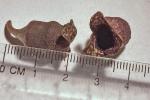 Hexastylis sorriei Gaddy