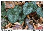 Hexastylis virginica (L.) Small