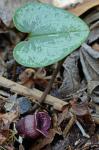 Hexastylis virginica (L.) Small