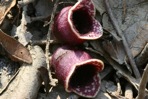 Hexastylis virginica (L.) Small