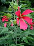 Hibiscus coccineus Walt.