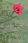 Hibiscus coccineus Walt.
