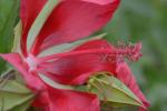 Hibiscus coccineus Walt.