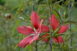 Hibiscus coccineus Walt.