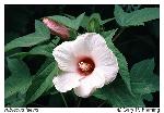 Hibiscus laevis Allioni