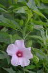 Hibiscus laevis Allioni