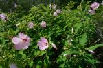Hibiscus moscheutos L.