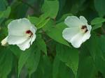 Hibiscus moscheutos L.