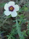 Hibiscus trionum L.