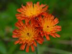 Pilosella aurantiaca (L.) F. Schultz & Schultz Bip.