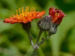 Pilosella aurantiaca (L.) F. Schultz & Schultz Bip.