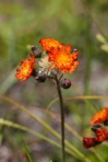 Pilosella aurantiaca (L.) F. Schultz & Schultz Bip.