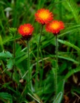 Pilosella aurantiaca (L.) F. Schultz & Schultz Bip.