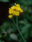 Pilosella caespitosa (Dum.) P.D. Sell & C. West