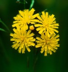 Pilosella caespitosa (Dum.) P.D. Sell & C. West