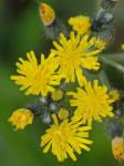 Pilosella caespitosa (Dum.) P.D. Sell & C. West