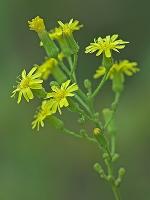 Hieracium gronovii L.